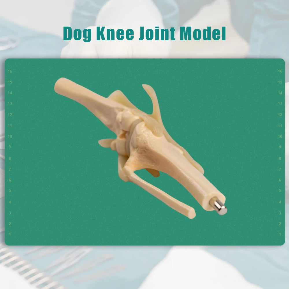 Canine Skeleton Model,Simulated PVC Dog Knee Joint with Bendable Ligament & Leg Bones,Veterinary Clinic Display for Pet Doctor