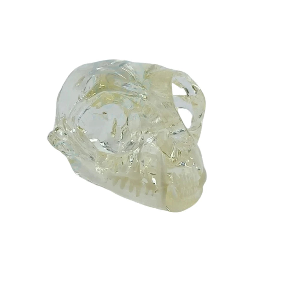Professional Transparent Animal Dental Teaching Model for Vet Students