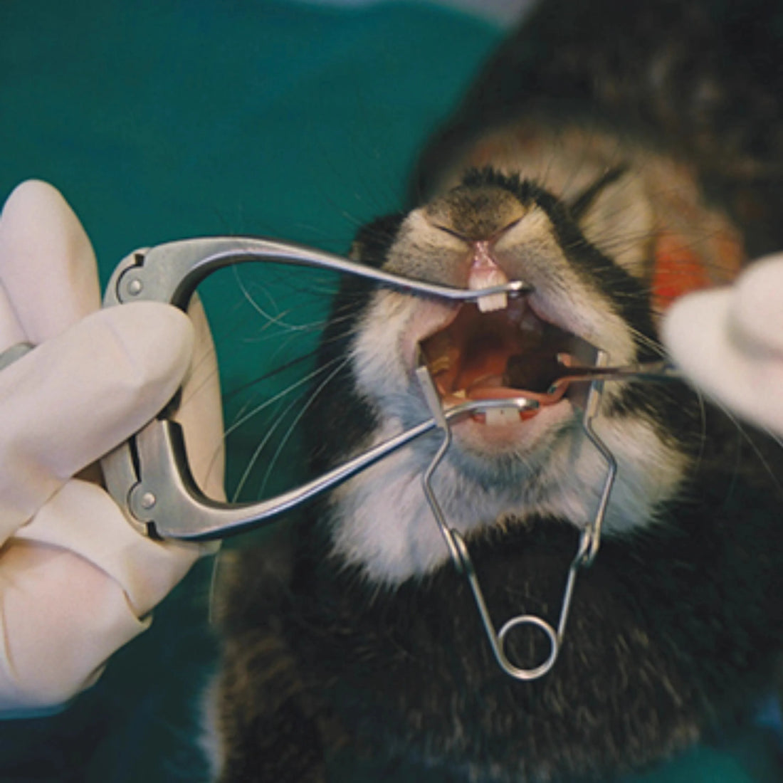 How to Choose the Right Rodent small animal pet opener cheek expander: Buying Criteria
