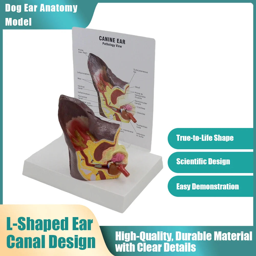 Dog Ear Anatomy Model - Canine Veterinary Teaching Aid Applications: Veterinary Use Cases & Best Practices