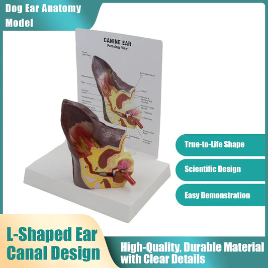 How to Choose the Right Dog Ear Anatomy Model - Canine Veterinary Teaching Aid: Buying Criteria