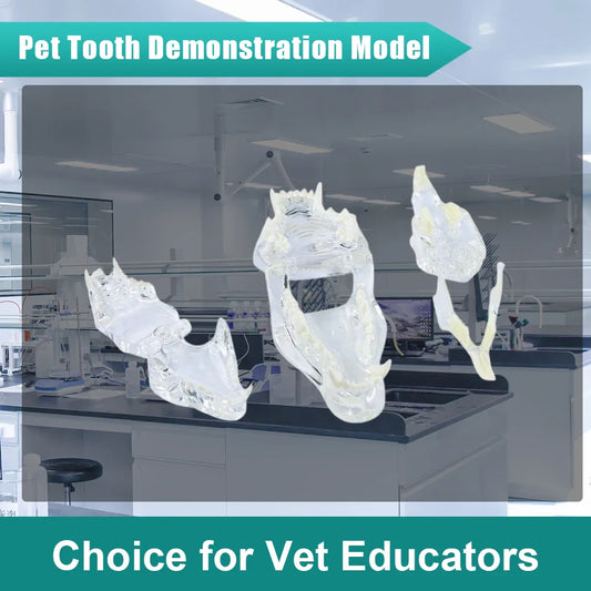 Best Professional Transparent Animal Dental Teaching Model 2025: Comprehensive Buying Guide