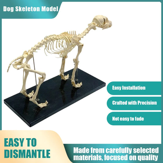 How to Choose the Right Dog Skeleton Model: Buying Criteria
