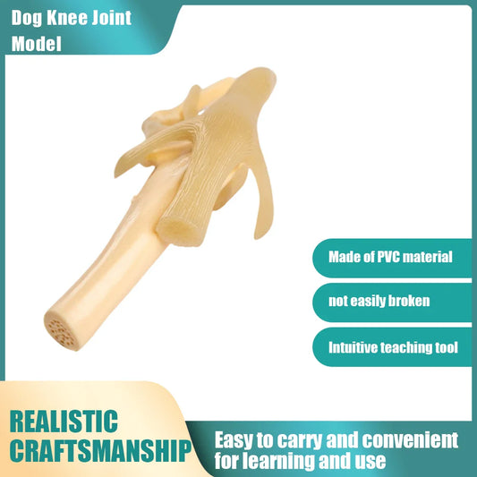 How to Choose the Right Canine Skeleton Model Simulated PVC Dog Knee Joint: Buying Criteria
