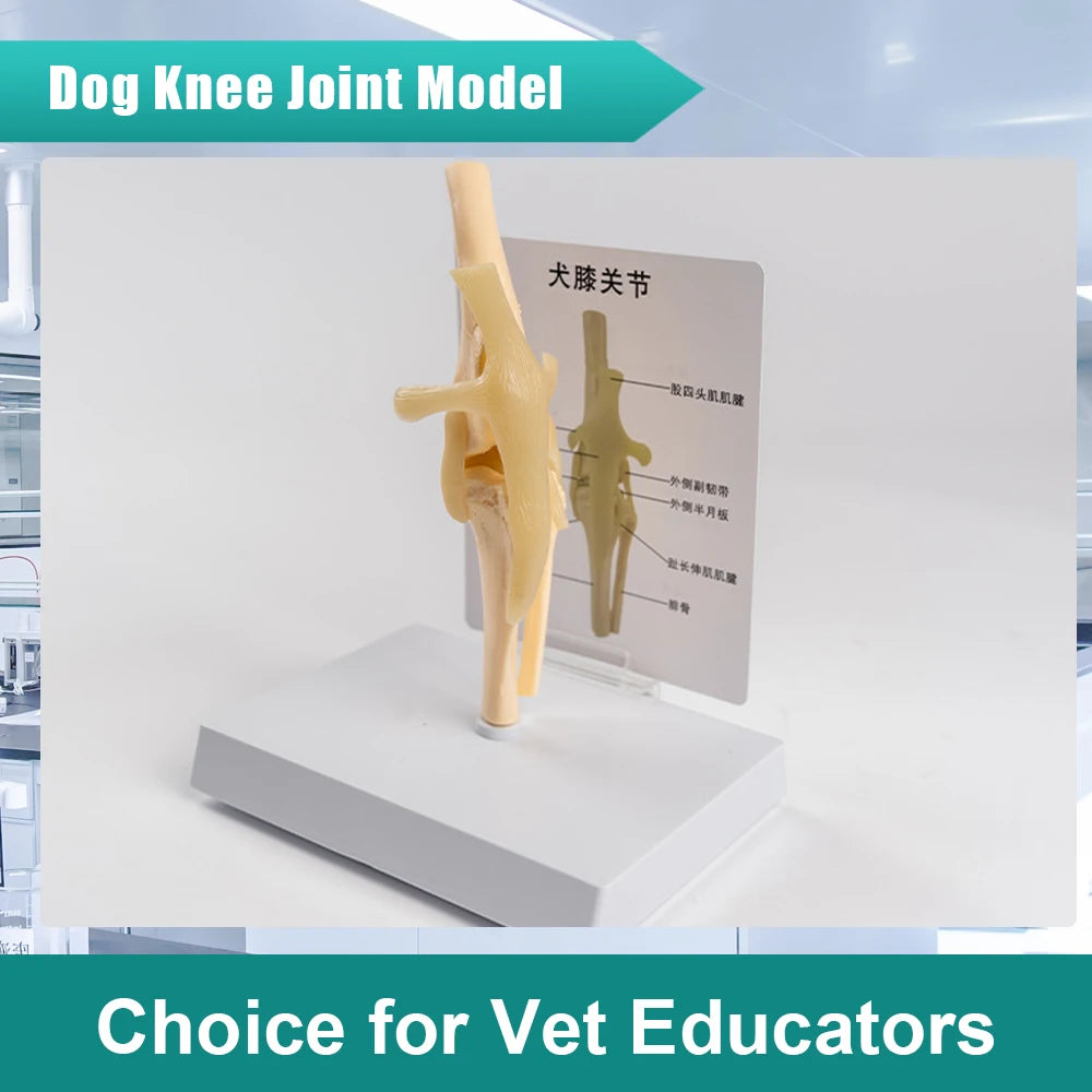 Canine Skeleton Model,Simulated PVC Dog Knee Joint with Bendable Ligament & Leg Bones,Veterinary Clinic Display for Pet Doctor