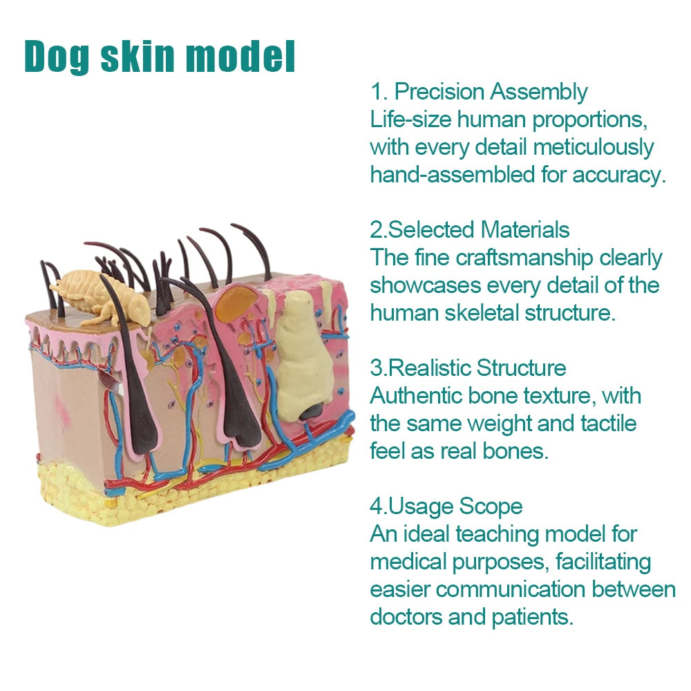 Dog Skin Model,Simulated Insect Bite Canine Skin Structure Anatomical Model, Pet Teaching Model