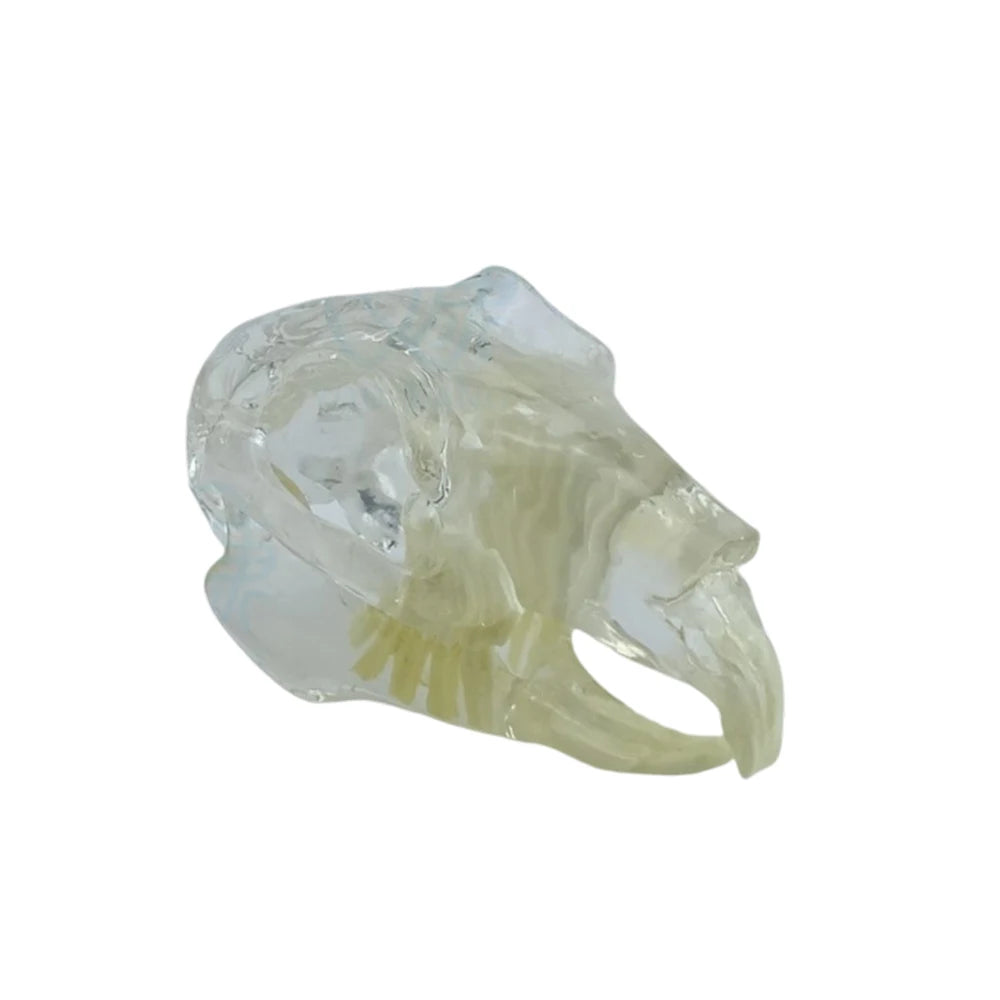 Professional Transparent Animal Dental Teaching Model for Vet Students