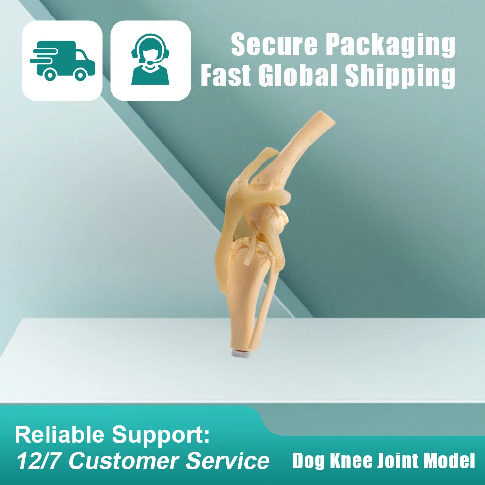Canine Skeleton Model,Simulated PVC Dog Knee Joint with Bendable Ligament & Leg Bones,Veterinary Clinic Display for Pet Doctor
