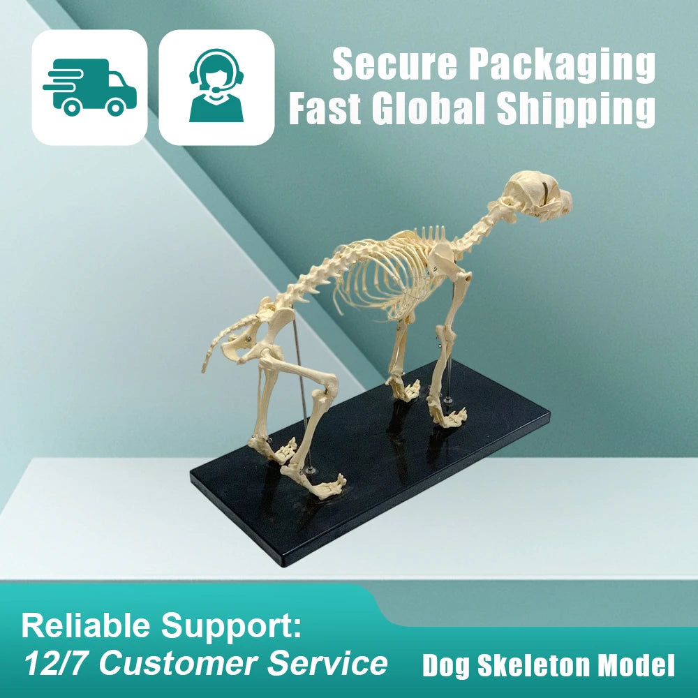 Dog Skeleton Model, Life Size Orthopedic Anatomical Display with Movable Joints for Veterinary Education, Canine Anatomy Study