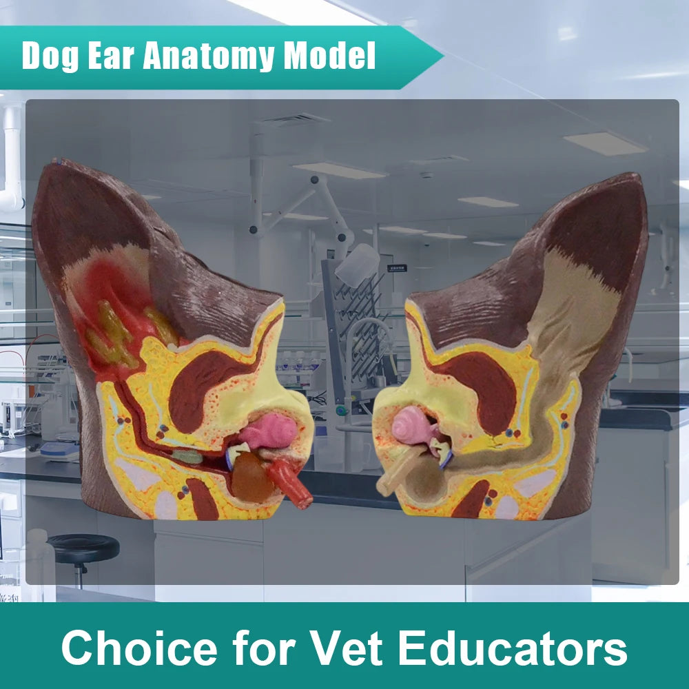 Dog Ear Anatomy Model - Canine Veterinary Teaching Aid for Pet Clinics