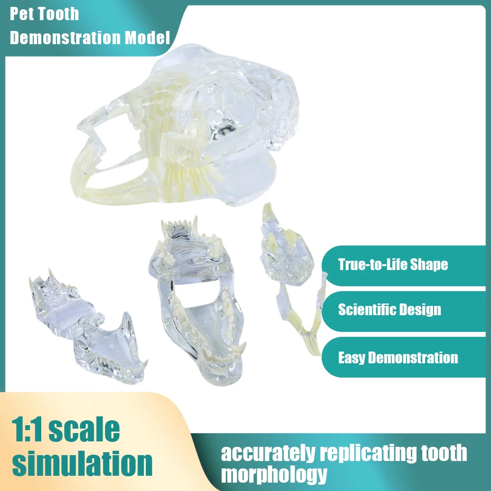 Professional Transparent Animal Dental Teaching Model for Vet Students