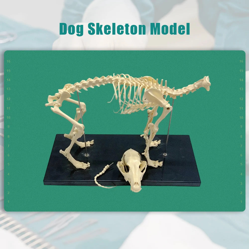 Dog Skeleton Model, Life Size Orthopedic Anatomical Display with Movable Joints for Veterinary Education, Canine Anatomy Study