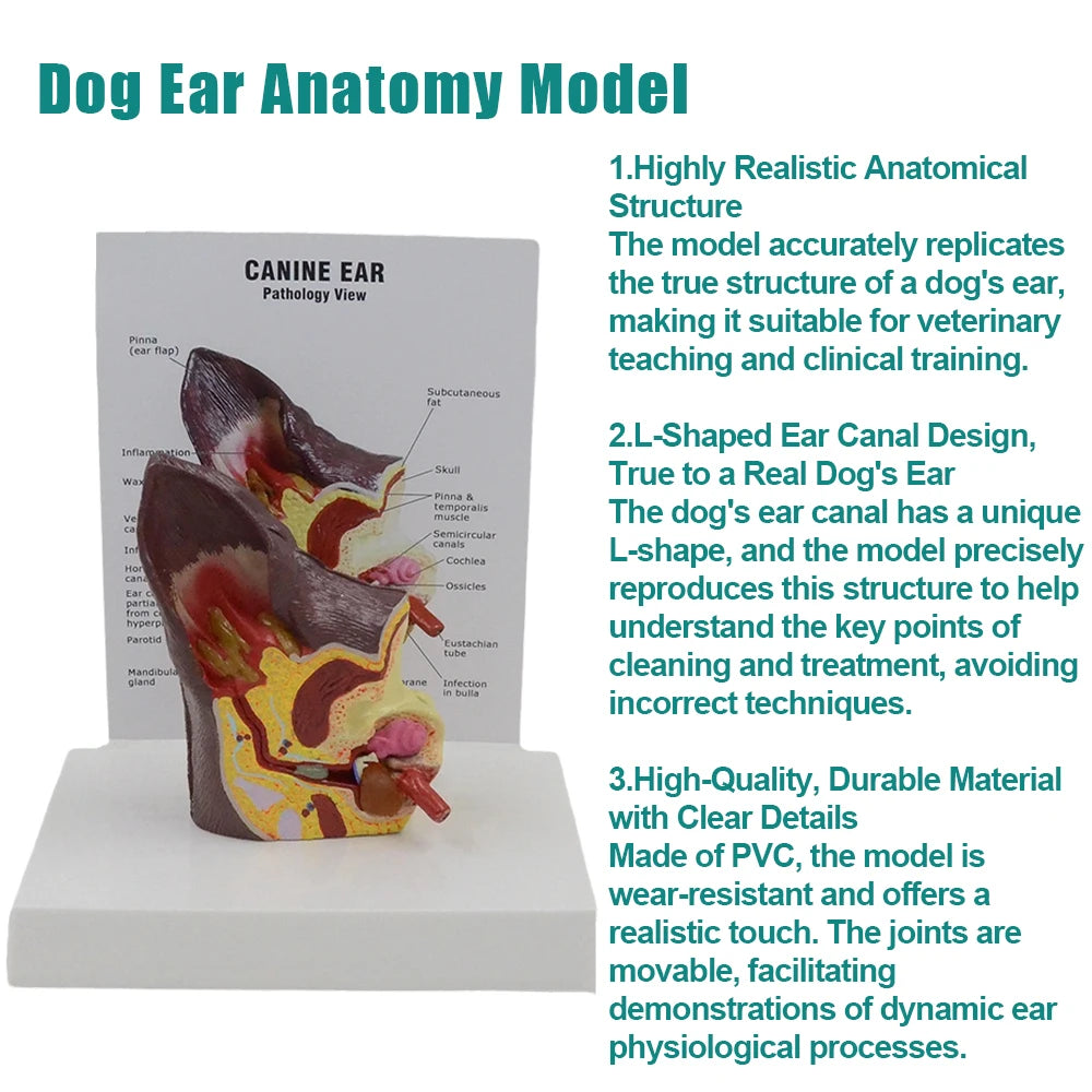 Dog Ear Anatomy Model - Canine Veterinary Teaching Aid for Pet Clinics