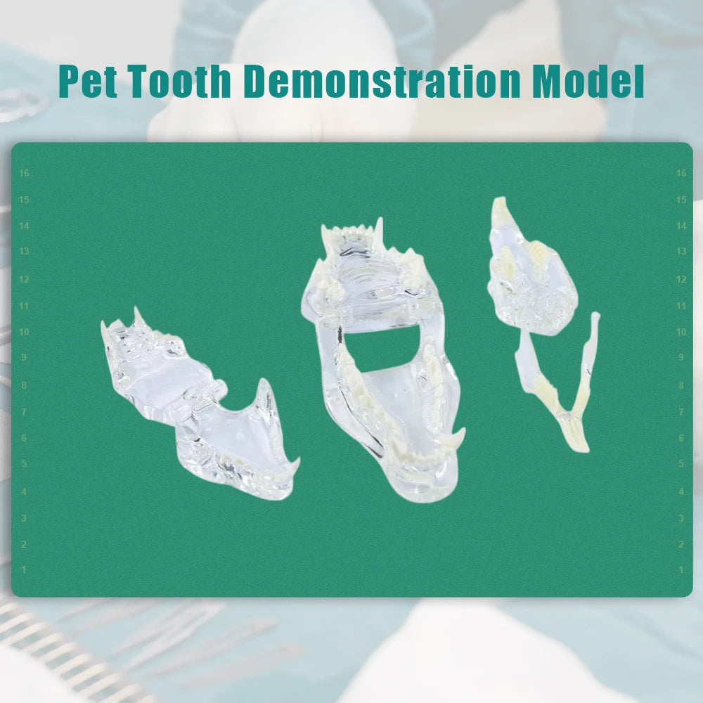 Professional Transparent Animal Dental Teaching Model for Vet Students