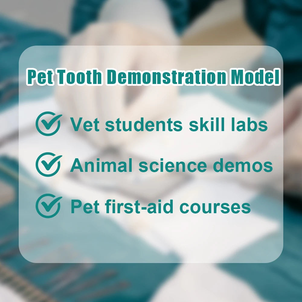 Professional Transparent Animal Dental Teaching Model for Vet Students