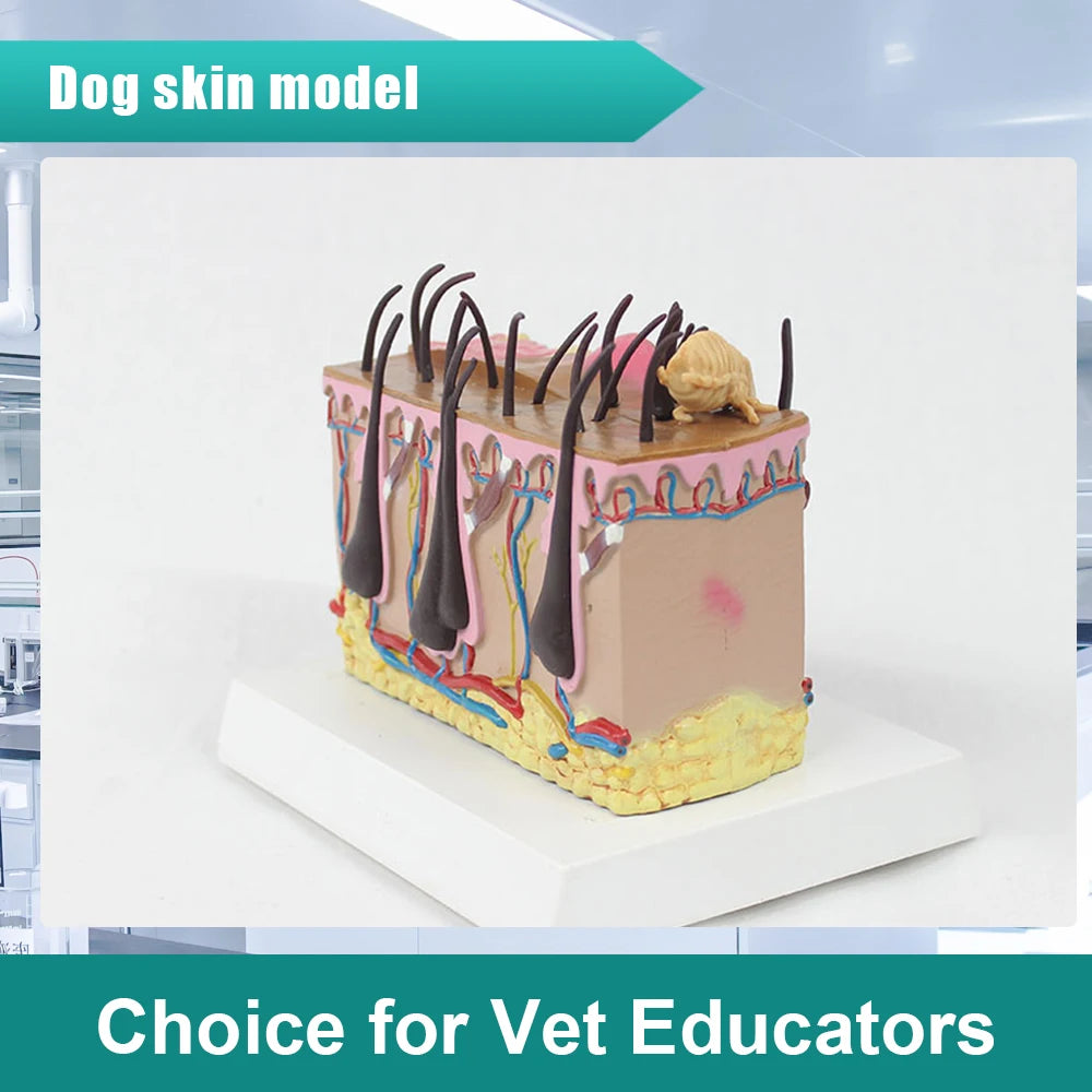 Dog Skin Model,Simulated Insect Bite Canine Skin Structure Anatomical Model, Pet Teaching Model
