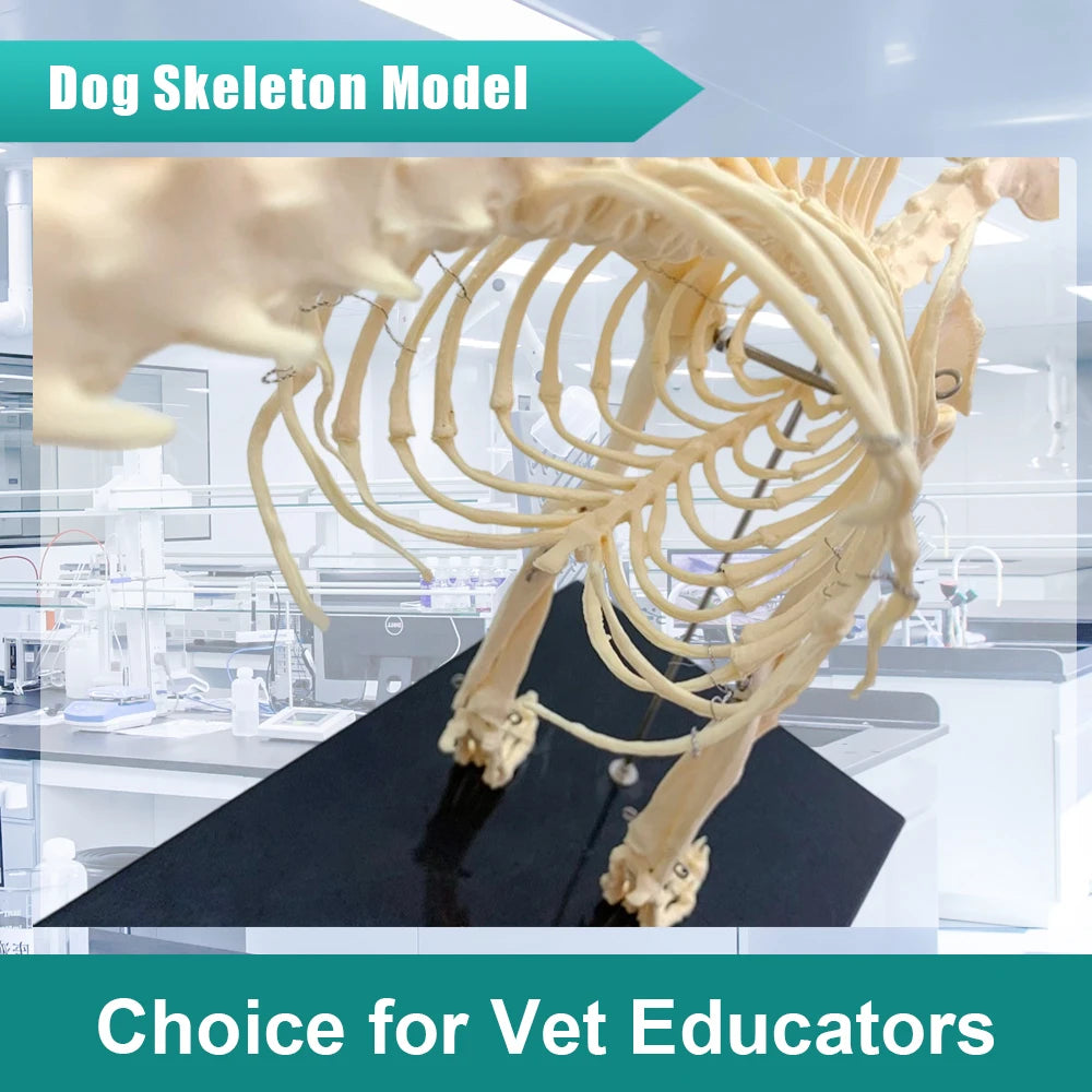 Dog Skeleton Model, Life Size Orthopedic Anatomical Display with Movable Joints for Veterinary Education, Canine Anatomy Study