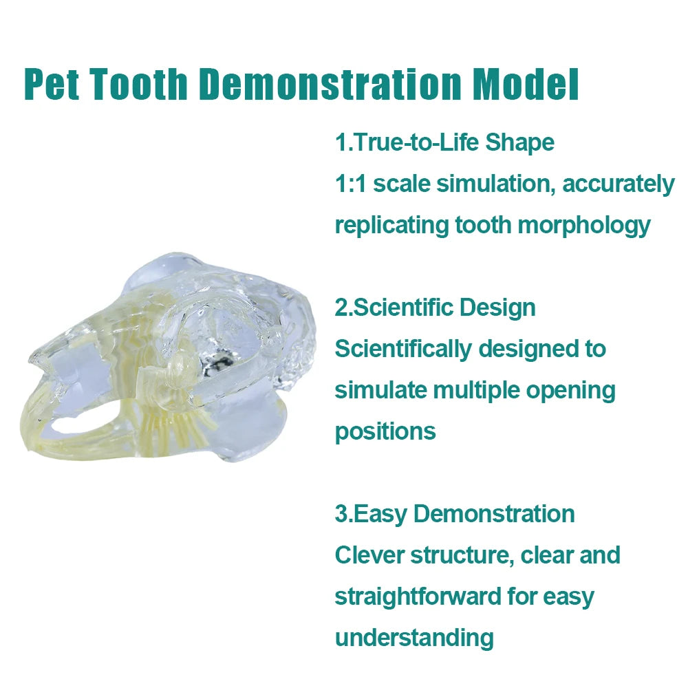 Professional Transparent Animal Dental Teaching Model for Vet Students
