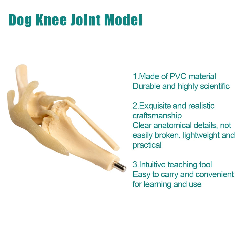 Canine Skeleton Model,Simulated PVC Dog Knee Joint with Bendable Ligament & Leg Bones,Veterinary Clinic Display for Pet Doctor