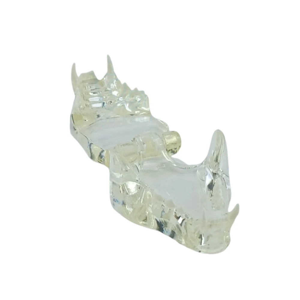 Professional Transparent Animal Dental Teaching Model for Vet Students