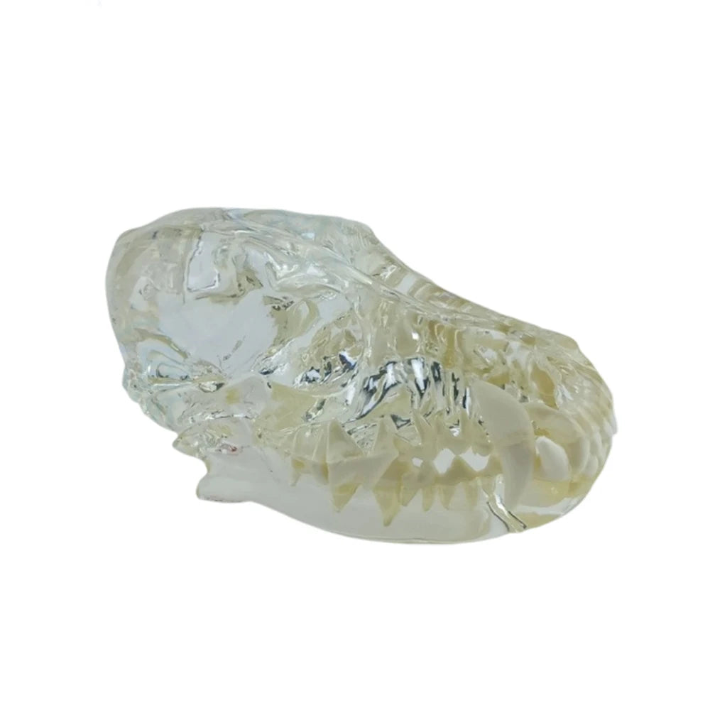 Professional Transparent Animal Dental Teaching Model for Vet Students