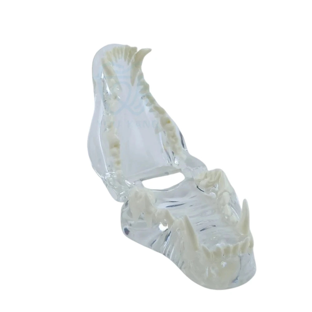 Professional Transparent Animal Dental Teaching Model for Vet Students